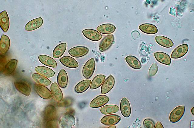 Galerina spec.  Cod. DSCN 5061